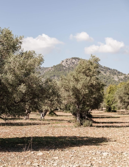 Ca'n Bene&iuml;t